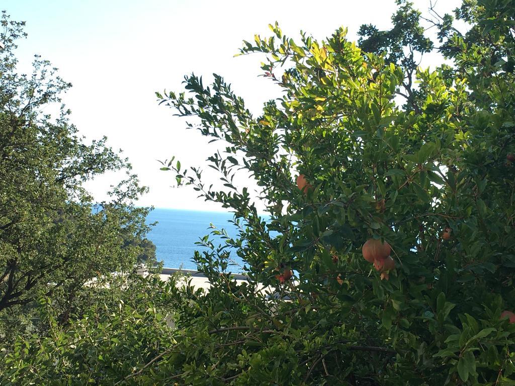 Villa Julia Petrovac ภายนอก รูปภาพ
